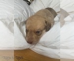 Small Photo #7 Chesapeake Bay Retriever Puppy For Sale in EASTMAN, WI, USA