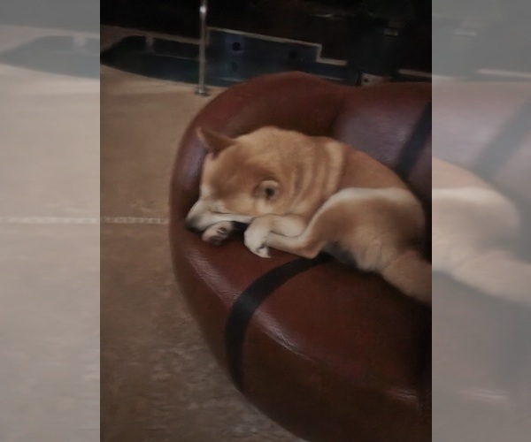 Medium Photo #1 Shiba Inu Puppy For Sale in WELLINGTON, FL, USA