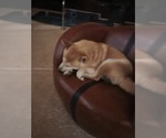 Small Photo #1 Shiba Inu Puppy For Sale in WELLINGTON, FL, USA