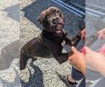 Small #1 Boxer Mix
