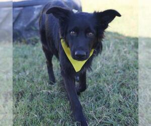 Labrador Retriever-Unknown Mix Dogs for adoption in San Antonio, TX, USA
