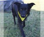 Small Labrador Retriever Mix