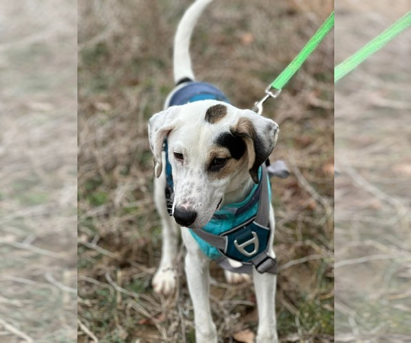 Medium Photo #6 Mutt Puppy For Sale in Westwood, NJ, USA