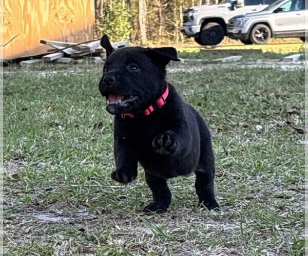 Medium Photo #29 Rotticorso Puppy For Sale in REEVESVILLE, SC, USA