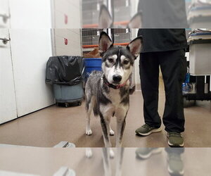 Siberian Husky Dogs for adoption in Aurora, IL, USA