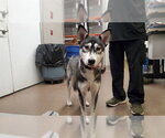 Small Siberian Husky