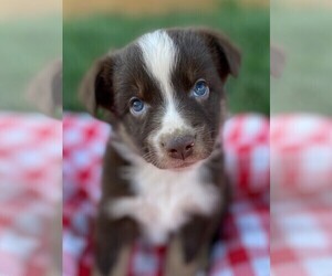 Australian Shepherd Puppy for sale in JEROMESVILLE, OH, USA