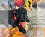 Small Photo #17 Poodle (Standard) Puppy For Sale in PORT ST LUCIE, FL, USA