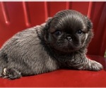 Small Pekingese