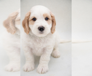 Goldendoodle (Miniature) Puppy for sale in EASLEY, SC, USA