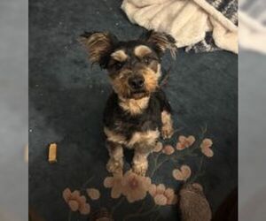 - Mix Dog for Adoption in Lenoir, North Carolina USA