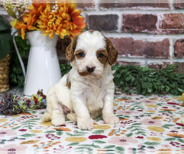 Medium Photo #5 Cavapoo (Miniature) Puppy For Sale in SYRACUSE, IN, USA