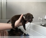 Small Photo #13 Labrador Retriever Puppy For Sale in CLEARWATER, FL, USA