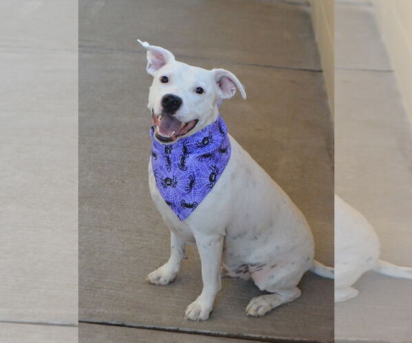 Medium Photo #1 American Staffordshire Terrier-Unknown Mix Puppy For Sale in McKinney, TX, USA