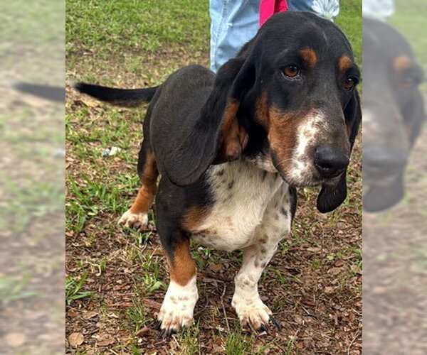 Medium Photo #5 Basset Hound Puppy For Sale in Deepwater, NJ, USA