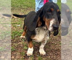 Small #4 Basset Hound