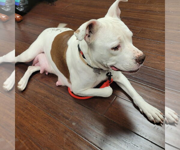 Medium Photo #5 Mutt Puppy For Sale in Holly Springs, NC, USA