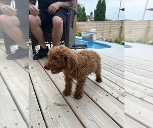 Poodle (Toy) Puppy for sale in Aurora, Ontario, Canada