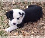 Small Photo #14 American Pit Bull Terrier-Labrador Retriever Mix Puppy For Sale in MOORESBORO, NC, USA