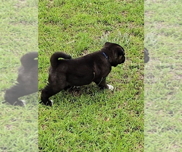 Medium Photo #5 Akita Puppy For Sale in MANNING, SC, USA
