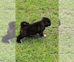 Small #4 Akita