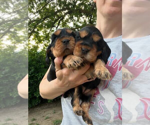 Medium Photo #1 Cocker Spaniel Puppy For Sale in NEW YORK, NY, USA