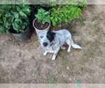 Small Photo #1 Australian Cattle Dog-Schnauzer (Standard) Mix Puppy For Sale in BLACKBIRD, DE, USA