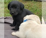 Small #18 Labrador Retriever