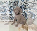 Puppy Bruce Weimaraner