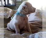 Small Photo #87 American Pit Bull Terrier-Labrador Retriever Mix Puppy For Sale in MOORESBORO, NC, USA