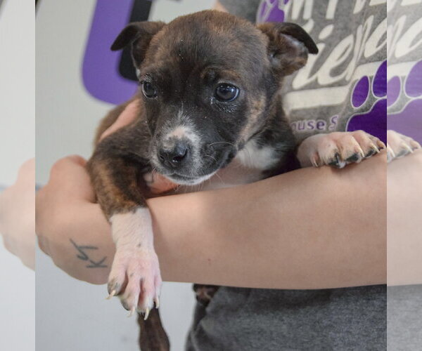 Medium Photo #4 Jack Russell Terrier-Unknown Mix Puppy For Sale in Huntley, IL, USA