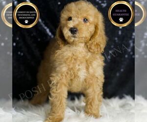 Goldendoodle (Miniature) Puppy for sale in WARSAW, IN, USA