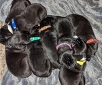 Small Photo #3 Great Dane Puppy For Sale in PORT ORCHARD, WA, USA