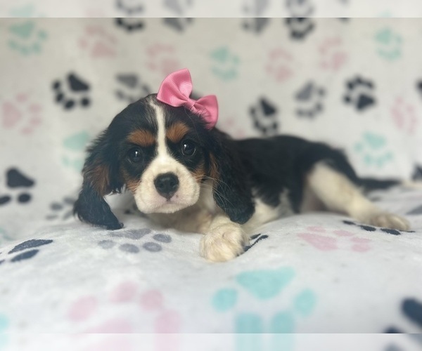 Medium Photo #8 Cavalier King Charles Spaniel Puppy For Sale in LAKELAND, FL, USA