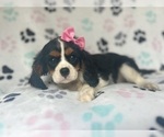 Small #7 Cavalier King Charles Spaniel
