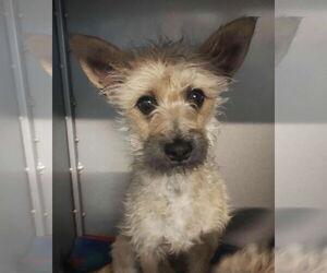 Mutt Dogs for adoption in Grafton, WI, USA