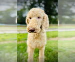 Small #1 Poodle (Standard) Mix