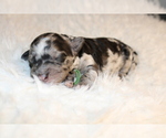 Puppy Rex Goldendoodle-Poodle (Miniature) Mix
