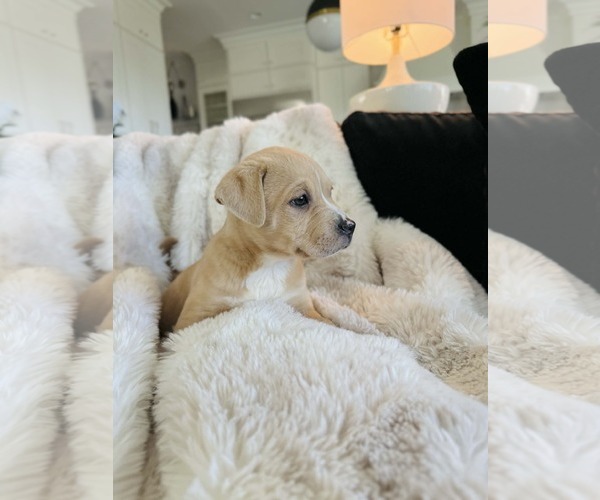 Medium Photo #2 American Pit Bull Terrier-Labrador Retriever Mix Puppy For Sale in Holly Springs, NC, USA