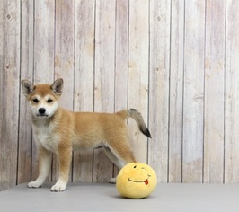 Shiba Inu Puppy for sale in PORTSMOUTH, OH, USA