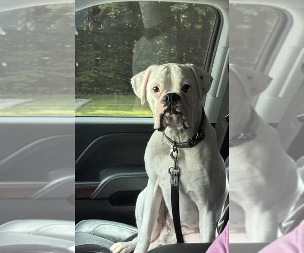 Medium Photo #5 Boxer Puppy For Sale in Burnsville, MN, USA