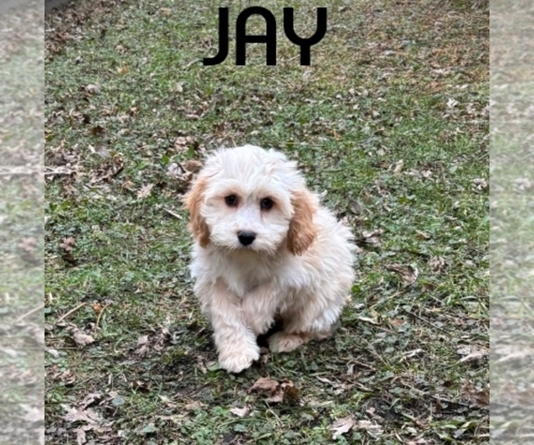 Medium Photo #3 Cockapoo (Miniature) Puppy For Sale in HARTLAND, MN, USA