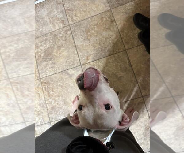 Medium Photo #5 American Bulldog-Unknown Mix Puppy For Sale in columbia, SC, USA