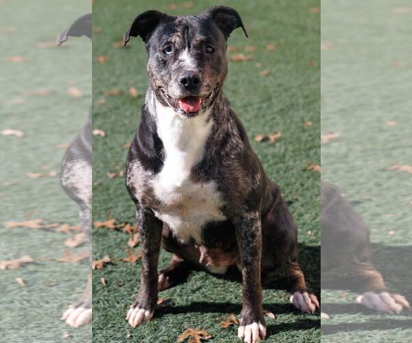 Medium Photo #12 Catahoula Leopard Dog-Labrador Retriever Mix Puppy For Sale in Rockwall, TX, USA