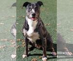 Small #11 Catahoula Leopard Dog-Labrador Retriever Mix