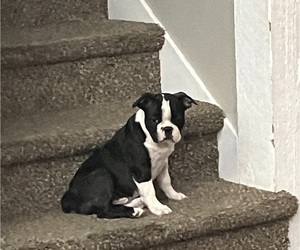 Boston Terrier Puppy for sale in GRAND ISLAND, NE, USA