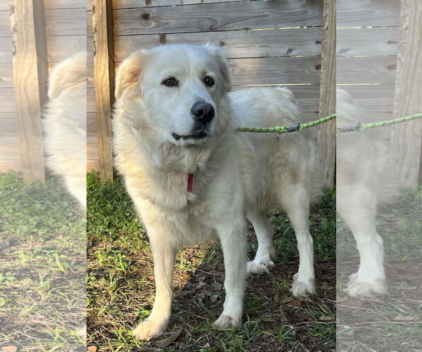 Medium Photo #7 Great Pyrenees Puppy For Sale in Spring, TX, USA