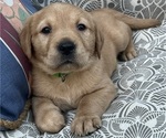 Puppy Bean Golden Labrador