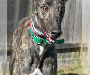 Greyhound Dogs for adoption in Grandville, MI, USA