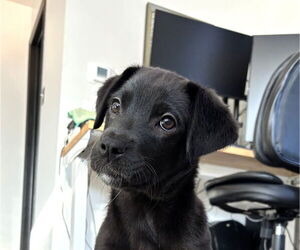 Aussiedor Dogs for adoption in Wheaton, IL, USA